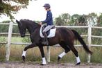 Zeer brave talentvolle merrie!, Dieren en Toebehoren, Paarden, Merrie, 3 tot 6 jaar
