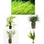 Aquariumplanten voor garnalen,  aquarium planten pakket, Ophalen of Verzenden, Nieuw, Plant(en), Steen of Hout