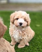 MOOIE MALTIPOO PUPS, Dieren en Toebehoren, Honden | Niet-rashonden, Nederland, CDV (hondenziekte), 8 tot 15 weken, Meerdere dieren