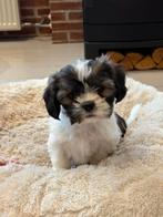 Sociale en speelse boomer pups!!, Dieren en Toebehoren, Overige rassen, 8 tot 15 weken, Meerdere, Meerdere dieren