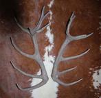 Groot paar EDELHERT GEWEI STANGEN - 16-ender - ref. G, Verzamelen, Dierenverzamelingen, Ophalen, Gebruikt, Hert, Gewei of Kop