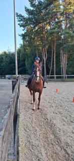 Oproep privéles paardrijden (gevorderd) omgeving Hilversum, Ophalen