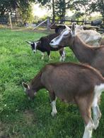 Mooie Toggenburger geiten, Dieren en Toebehoren, Vrouwelijk, Geit