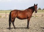 mooie dravers voor recreatie!, Dieren en Toebehoren, Meerdere dieren, Niet van toepassing, Recreatiepaard, Gechipt