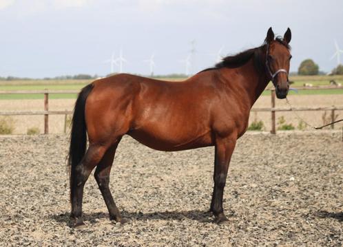 mooie dravers voor recreatie!, Dieren en Toebehoren, Paarden, Meerdere dieren, Niet van toepassing, Recreatiepaard, Met stamboom