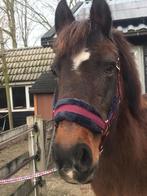 Gezocht: Bijrijder voor super brave pony, Dieren en Toebehoren, Ophalen of Verzenden, Nieuw