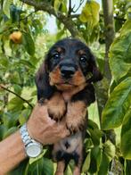 Teckel pups reutjes ruwharig wildkleur, Dieren en Toebehoren, Honden | Teckels en Dashonden, Standaard, Reu, 8 tot 15 weken, CDV (hondenziekte)