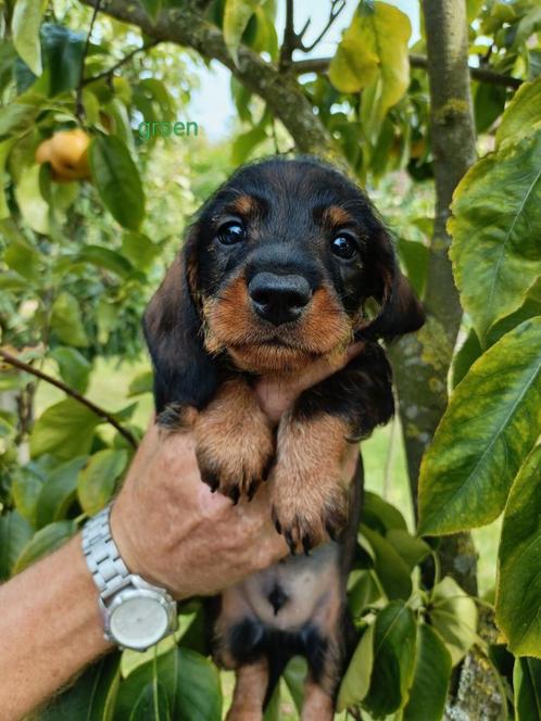 Teckel pups reutjes ruwharig wildkleur, Dieren en Toebehoren, Honden | Teckels en Dashonden, Reu, Ruwhaar, Standaard, Particulier