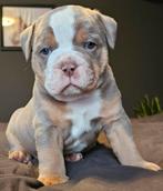Old English Bulldog pups, 8 tot 15 weken, Bulldog, Meerdere, Meerdere dieren