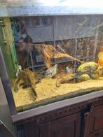 Aquarium 200 (l) x 50 (b) x 70 (d), Ophalen, Gevuld zoetwateraquarium
