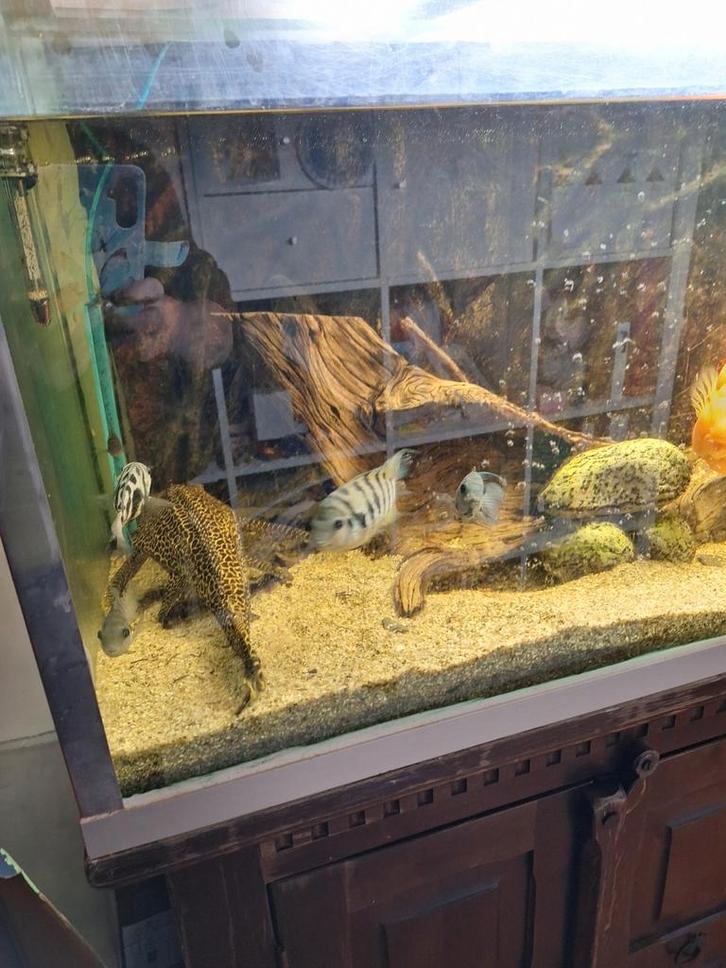 Aquarium 200 (l) x 50 (b) x 70 (d), Dieren en Toebehoren, Vissen | Aquaria en Toebehoren, Gevuld zoetwateraquarium, Ophalen