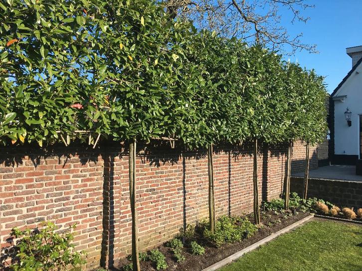 Leiboom, Portugese Laurier in diverse maten, P.O.A., Tuin en Terras, Planten | Bomen, Leiboom, 250 tot 400 cm, Halfschaduw, Lente