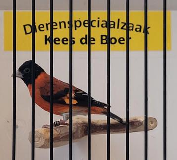 Kapoetsensijs man  beschikbaar voor biedingen