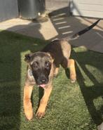 Mechelse herder teef voor sportivebaas, Dieren en Toebehoren, Honden | Herdershonden en Veedrijvers, 15 weken tot 1 jaar, Teef