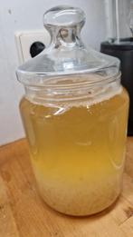 Waterkefir korrels gratis op te halen, Ophalen