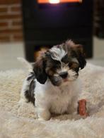 Prachtige sociale boomer pups!!, Dieren en Toebehoren, Overige rassen, 8 tot 15 weken, Meerdere, Meerdere dieren