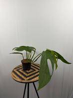 Zeldzame Monstera sp. Colombia, Huis en Inrichting, Overige soorten, In pot, Minder dan 100 cm, Groene kamerplant