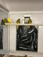 Elegant, Dieren en Toebehoren, Vogels | Parkieten en Papegaaien, Meerdere dieren, Parkiet, Geringd