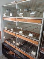 Kweekkooi vogelkooi, Dieren en Toebehoren, Ophalen of Verzenden, Zo goed als nieuw, Hout, Broedkooi of Kweekkooi