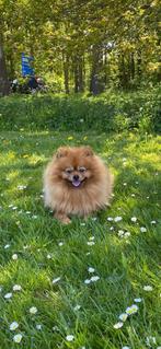 Pomeriaan dekreu, Dieren en Toebehoren, Particulier, 3 tot 5 jaar, Reu, Nederland