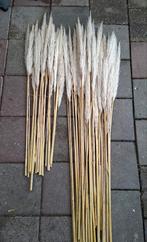 Pampasgras pluimen, Ophalen of Verzenden