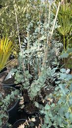 Eucalyptus twee soorten hoog 100 cm prijs 9,95 op is op, Volle zon, Vaste plant, Bloeit niet, Ophalen