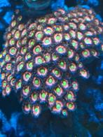 Koraaltjes te koop, Ophalen, Nieuw, Plant(en), Steen of Hout