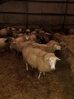 Drachtige schapen te koop., Dieren en Toebehoren, Schapen, Geiten en Varkens, Vrouwelijk, Schaap