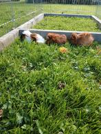 3 mooie cavia's, Cavia, Augustus, Mannelijk, Tam