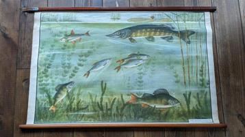 Antieke originele schoolplaat zoetwatervissen canvas beschikbaar voor biedingen