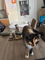 Katten, Dieren en Toebehoren, Meerdere dieren, Gechipt, 3 tot 5 jaar