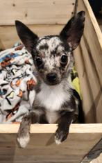 Kruising chihuahua aangeboden (reu), Dieren en Toebehoren, Honden | Chihuahua's en Gezelschapshonden, Parvo, 15 weken tot 1 jaar