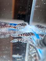 L333 pleco F1 Hypancistrus King Tiger, Dieren en Toebehoren, Vis, Zoetwatervis
