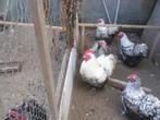 t.k.broedeieren Orpington groot zilver zwart gezoomd, Dieren en Toebehoren, Pluimvee, Geslacht onbekend, Kip