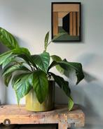 Reuzen Arturium in mosgroene pot!, Huis en Inrichting, Kamerplanten, Ophalen, Halfschaduw, Minder dan 100 cm