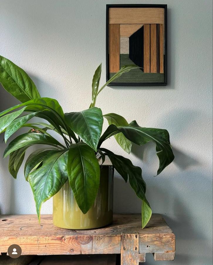 Reuzen Arturium in mosgroene pot!, Huis en Inrichting, Kamerplanten, Minder dan 100 cm, Halfschaduw, Ophalen