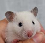 Meerdere lieve jonge hamsters kinderen gewend en handtam, Hamster, Augustus, Meerdere dieren, Tam