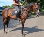 Superbrave 7 jr allrounder 1,67(recreatie-manege-sport), Dieren en Toebehoren, Paarden, B, Gechipt, Ruin, 7 tot 10 jaar