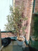 olijfboompje te koop, Tuin en Terras, Planten | Bomen, Ophalen, Volle zon, Overige soorten, Minder dan 100 cm