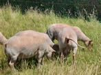Rouge de l'ouest schapen, Dieren en Toebehoren, Schapen, Geiten en Varkens, Meerdere dieren, Schaap, 0 tot 2 jaar