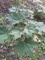2 noorse esdoorn bomen, Ophalen, Volle zon, Overige soorten