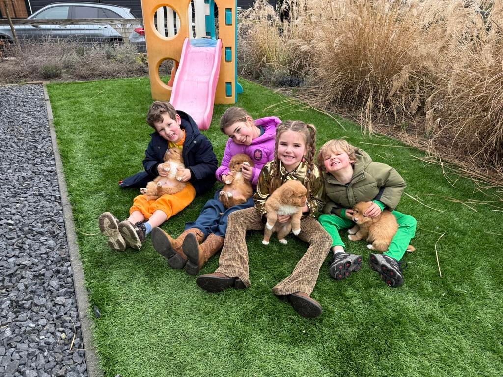 Nova scotia duck tolling retriever, Dieren en Toebehoren, Honden | Retrievers, Spaniëls en Waterhonden, Nederland, Parvo, 8 tot 15 weken