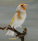 Majoor putters, Dieren en Toebehoren, Meerdere dieren, Kleurkanarie