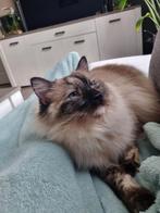 Ragdoll kittens verwacht!, Dieren en Toebehoren, Katten en Kittens | Raskatten | Langhaar, Met stamboom