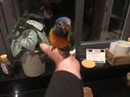 Jonge lorie v/d blauwe bergen, Geslacht onbekend, Papegaai, Tam