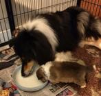 Schotse Herder teefjes (Collie) Engels type met stamboom, Dieren en Toebehoren, Honden | Herdershonden en Veedrijvers, 8 tot 15 weken