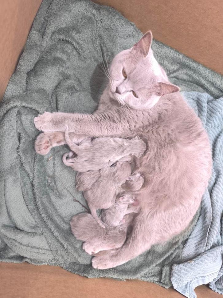 Britse Korthaar Kittens, Dieren en Toebehoren, Katten en Kittens | Raskatten | Korthaar, Ontwormd, Ingeënt