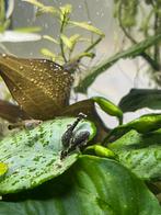Algeneters, Dieren en Toebehoren, Vissen | Aquariumvissen