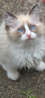 Beeldschoon sociaal 100% Ragdoll kitten, Dieren en Toebehoren, Katten en Kittens | Raskatten | Langhaar, Kater, 0 tot 2 jaar