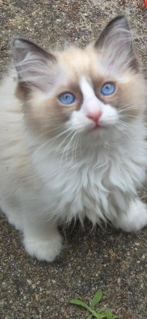 Beeldschoon sociaal 100% Ragdoll kitten, Dieren en Toebehoren, Katten en Kittens | Raskatten | Langhaar, Kater, 0 tot 2 jaar